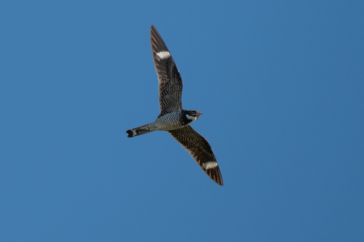 Falkennachtschwalbe - ML641585723