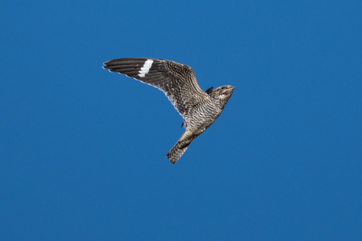 Falkennachtschwalbe - ML641585729