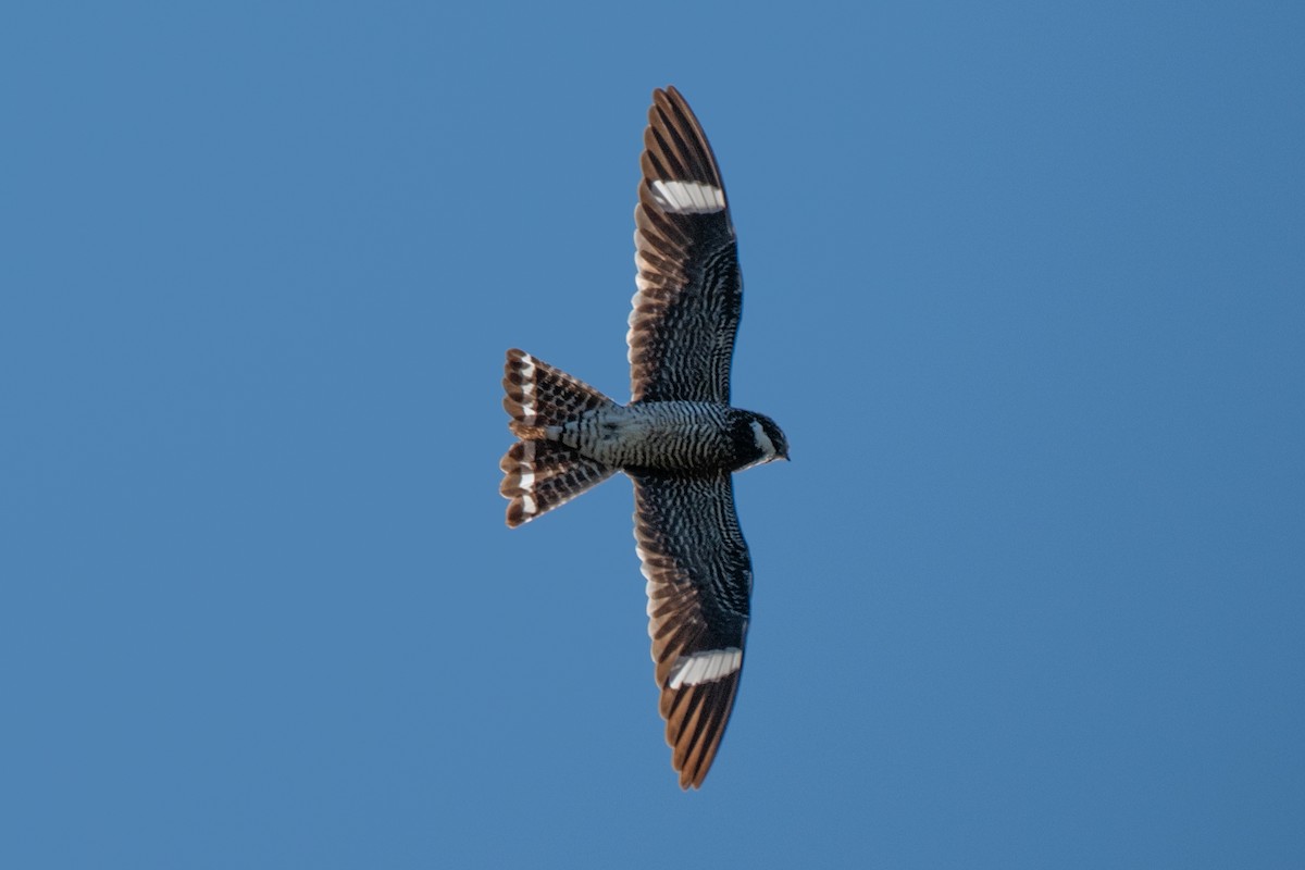 Falkennachtschwalbe - ML641585730