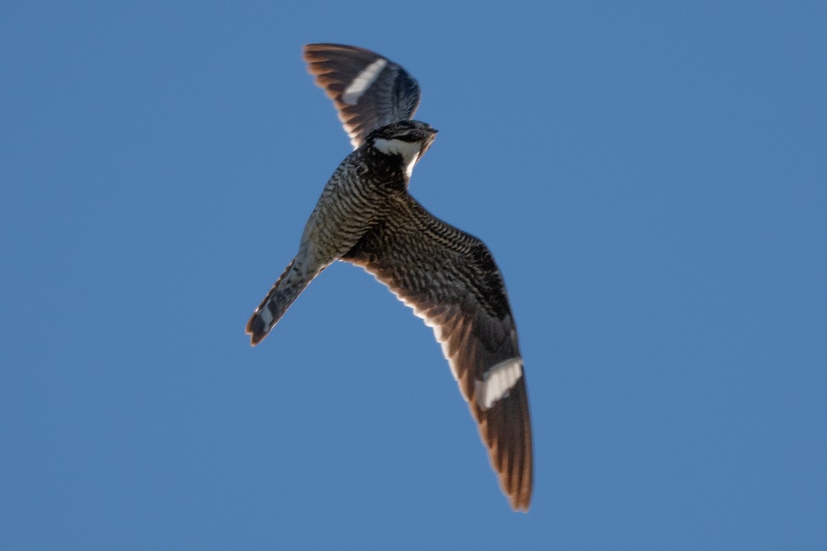 Falkennachtschwalbe - ML641585731