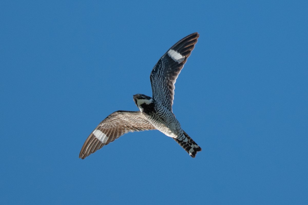 Falkennachtschwalbe - ML641585734