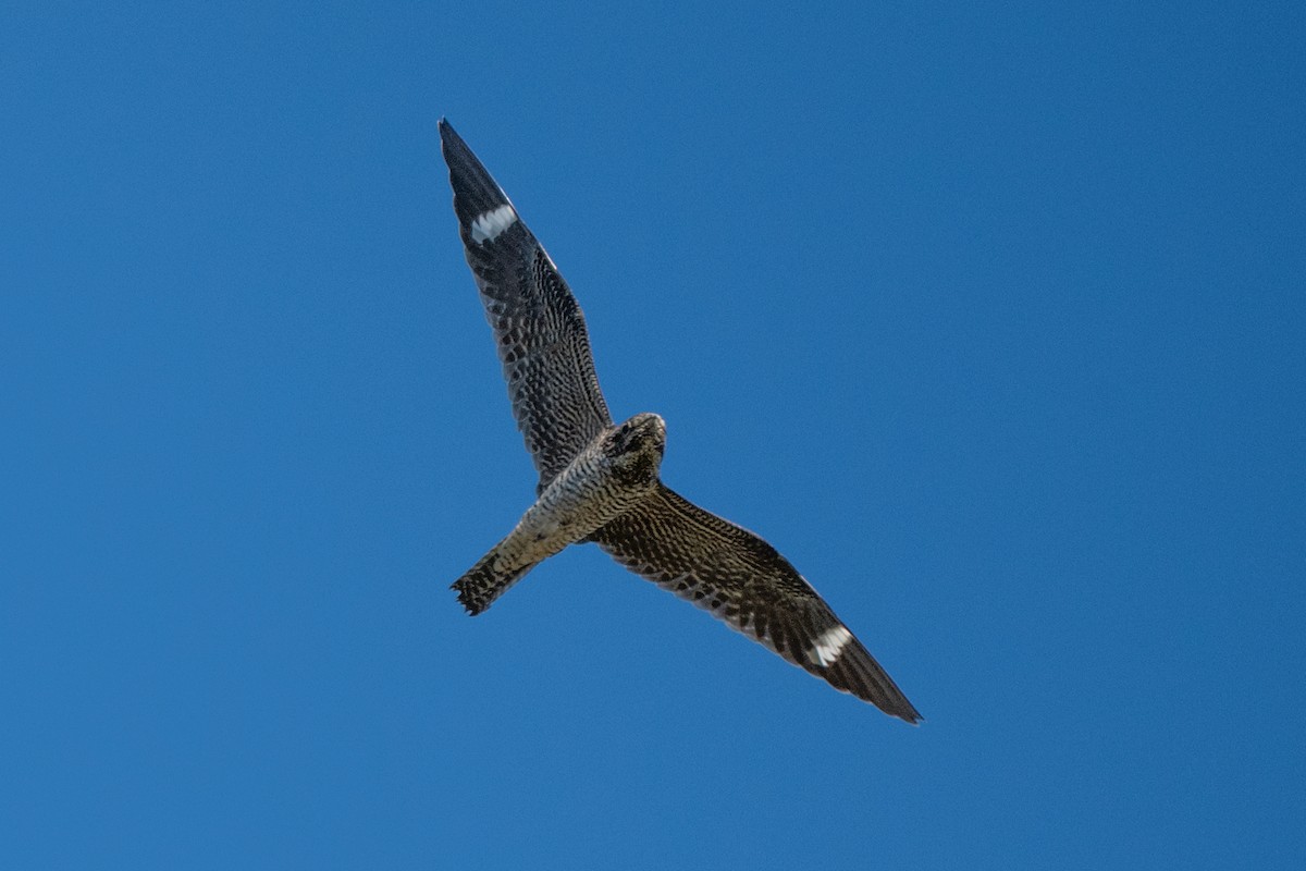 Falkennachtschwalbe - ML641585735