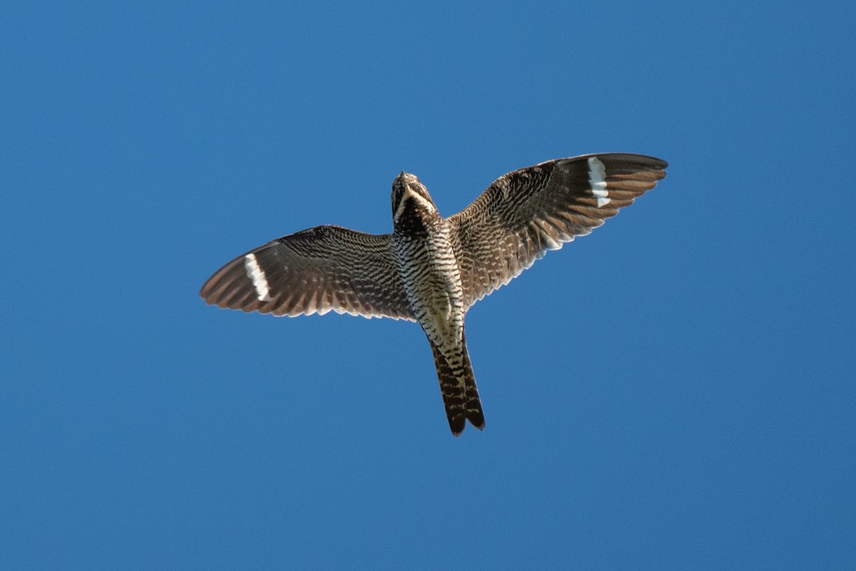 Falkennachtschwalbe - ML641585737