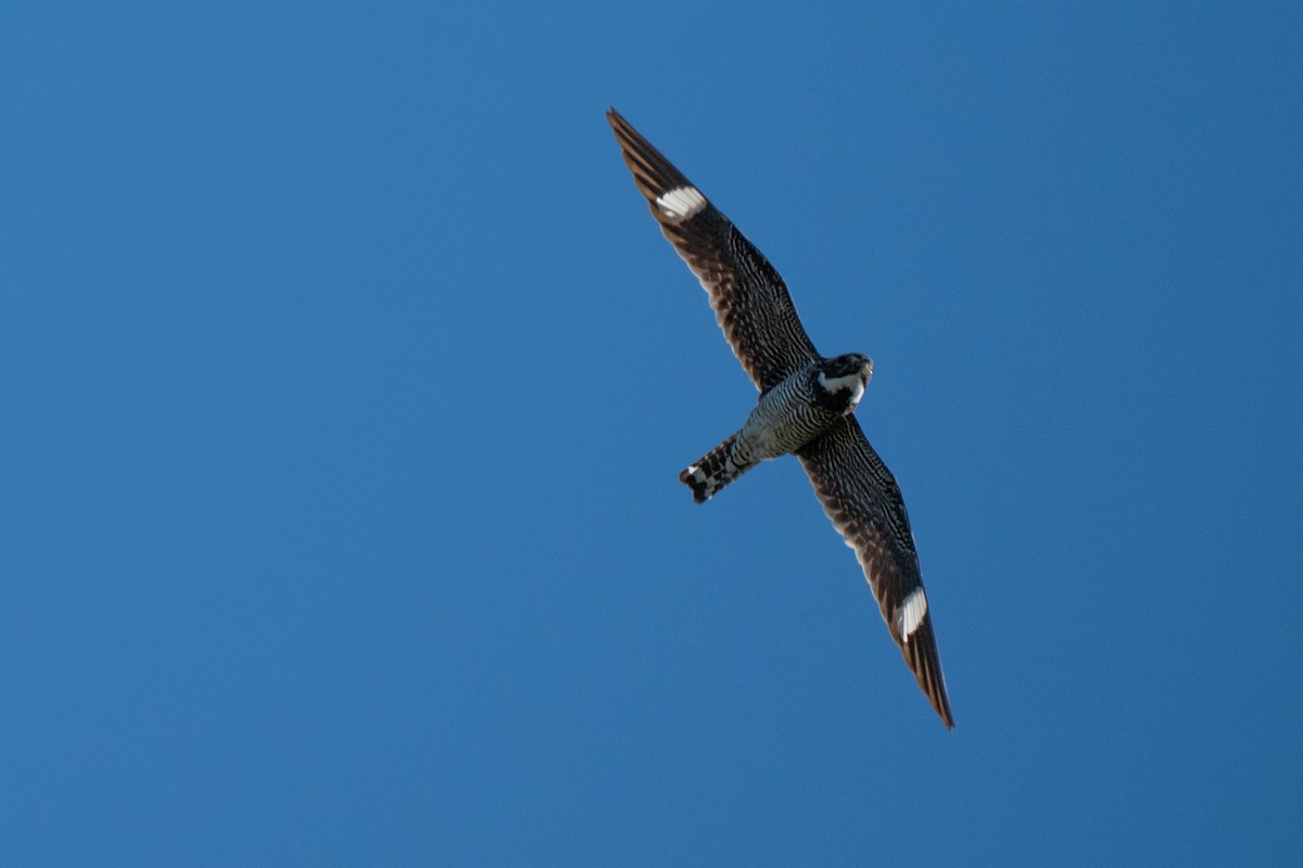 Falkennachtschwalbe - ML641585738