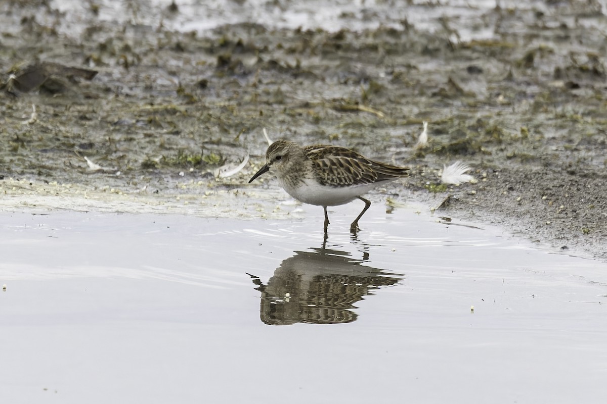 Least Sandpiper - ML641585746