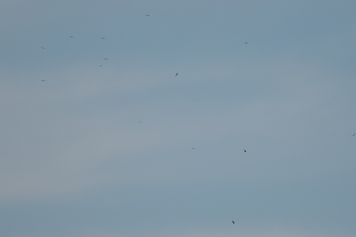 Rabengeier - ML641585757