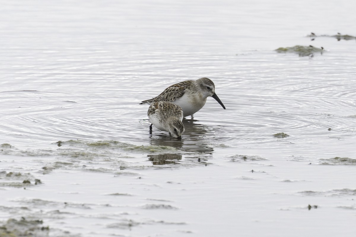 Western Sandpiper - ML641585761