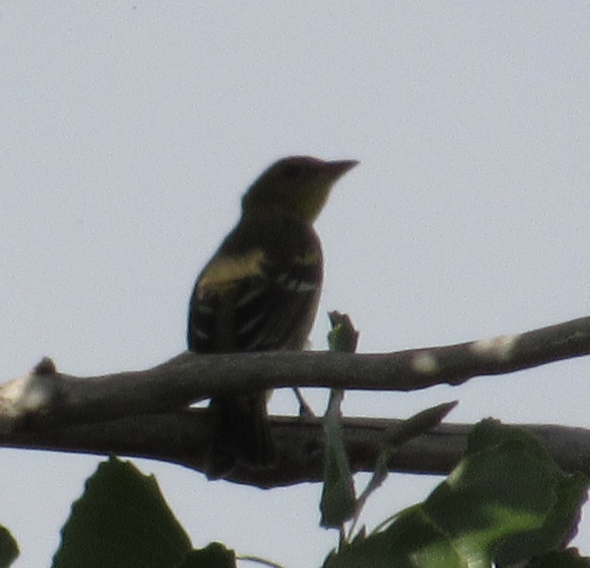 Western Tanager - ML641585767