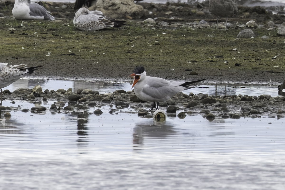 Caspian Tern - ML641585769