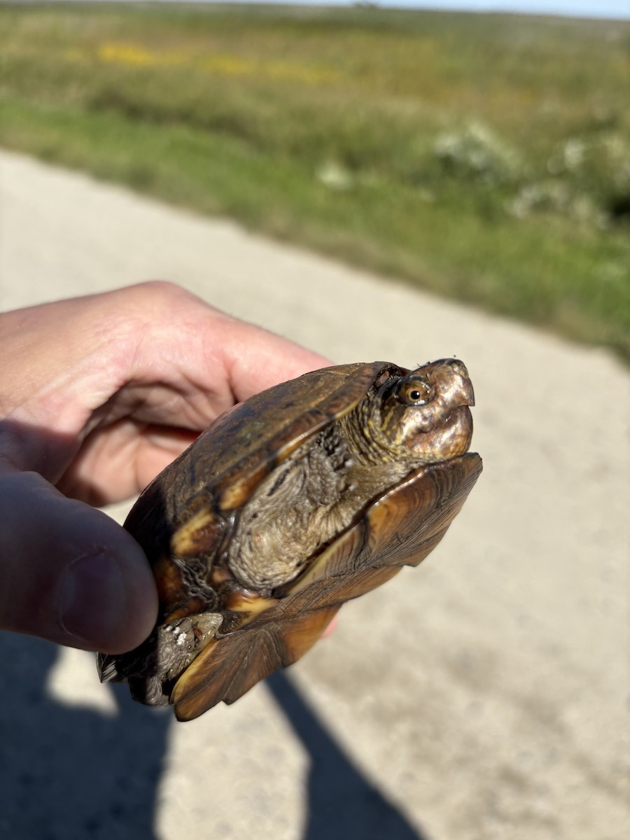 Animals - ML641585772