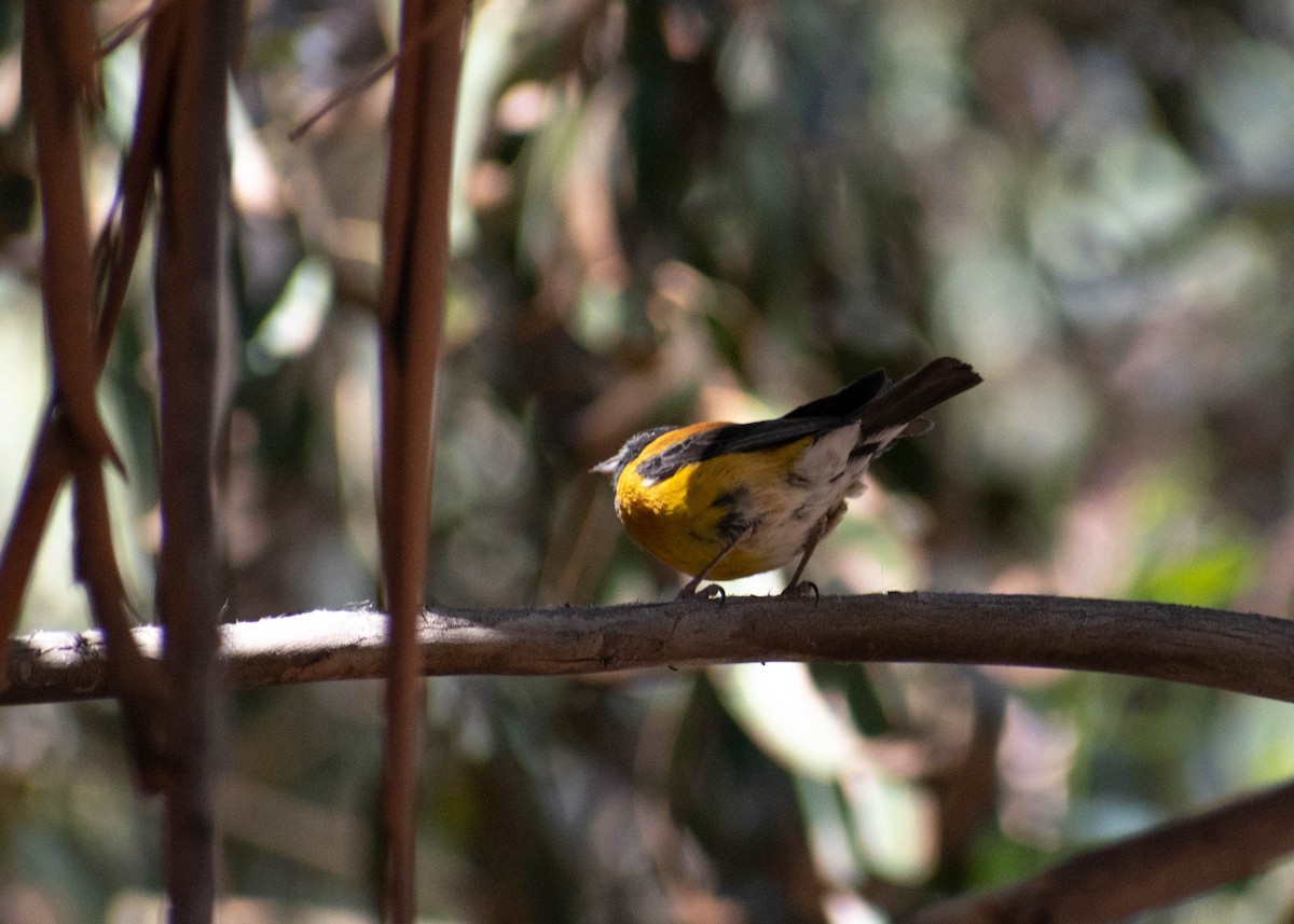 Black-hooded Sierra Finch - ML641585795