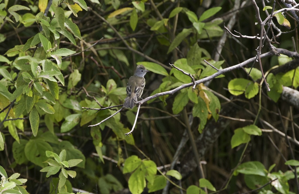 Yellow-bellied Elaenia - ML641585805