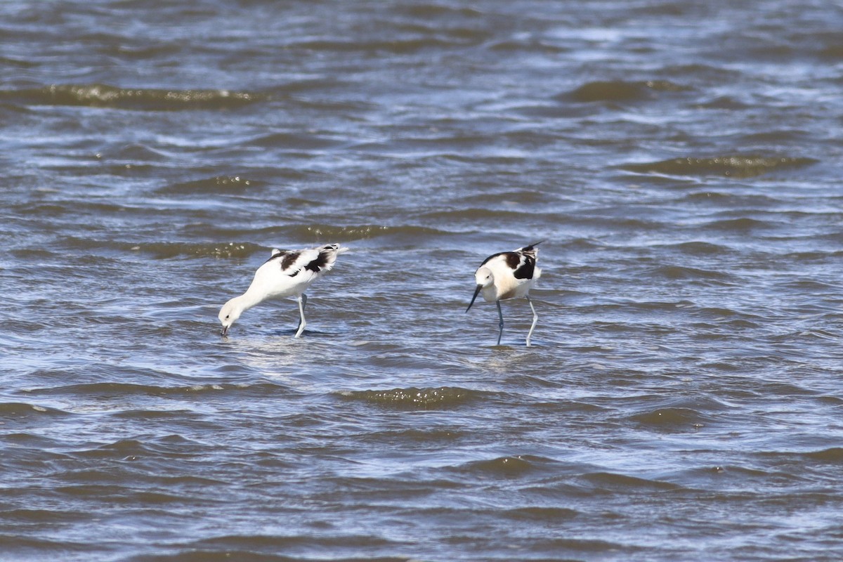 American Avocet - ML641585810