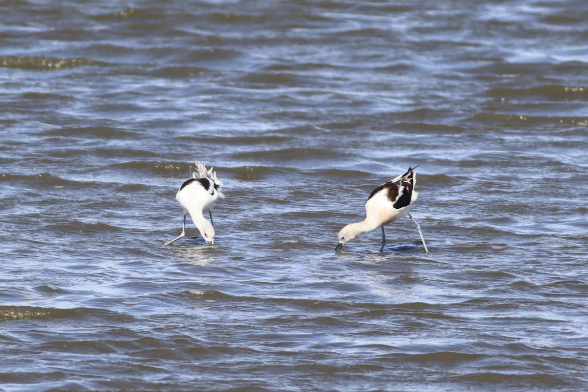 American Avocet - ML641585811