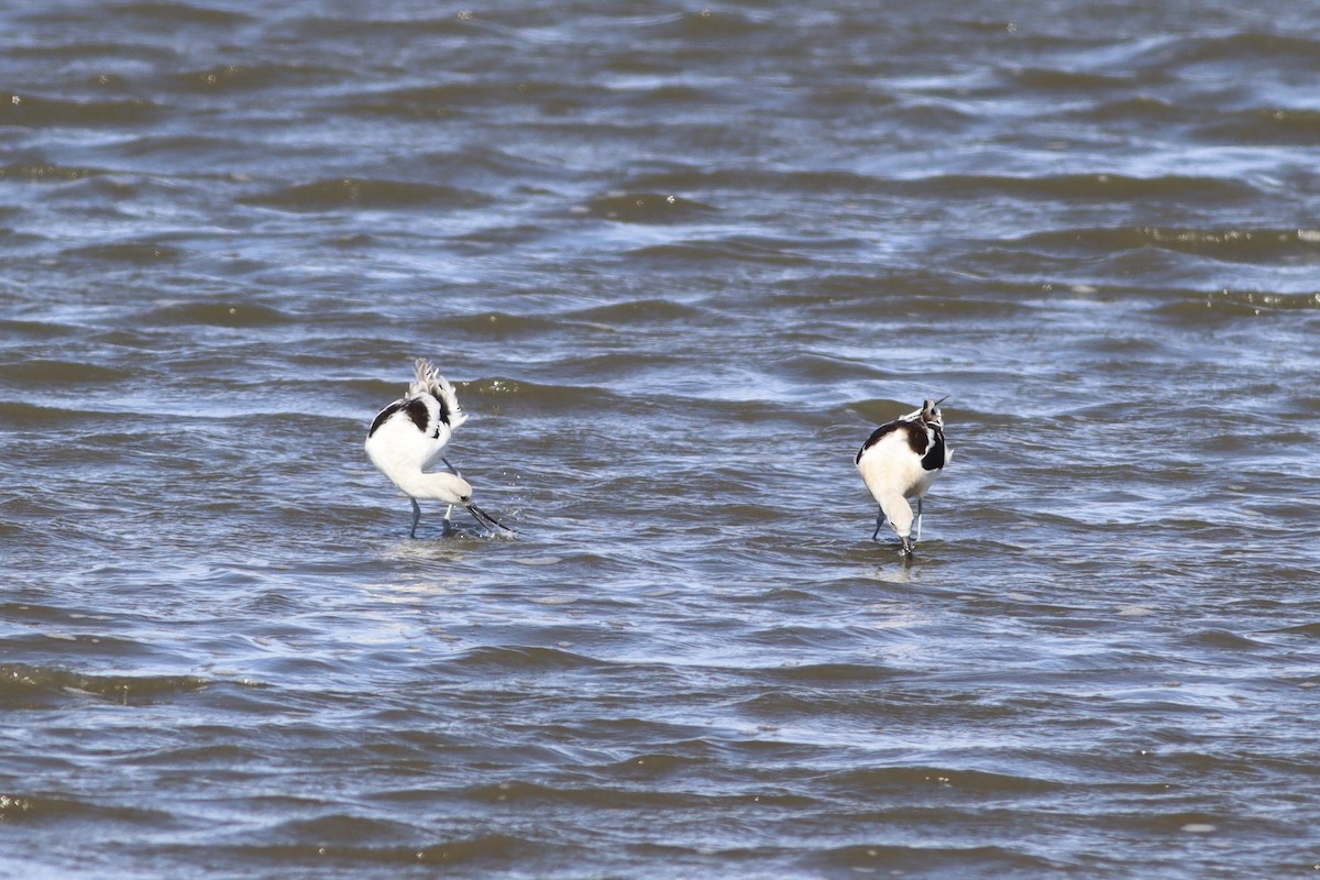 American Avocet - ML641585812