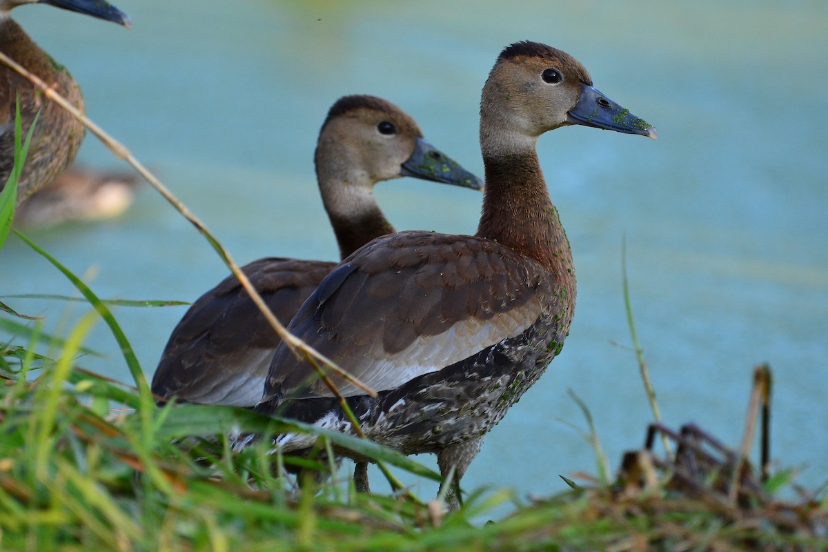Black-bellied Whistling-Duck - ML641585851