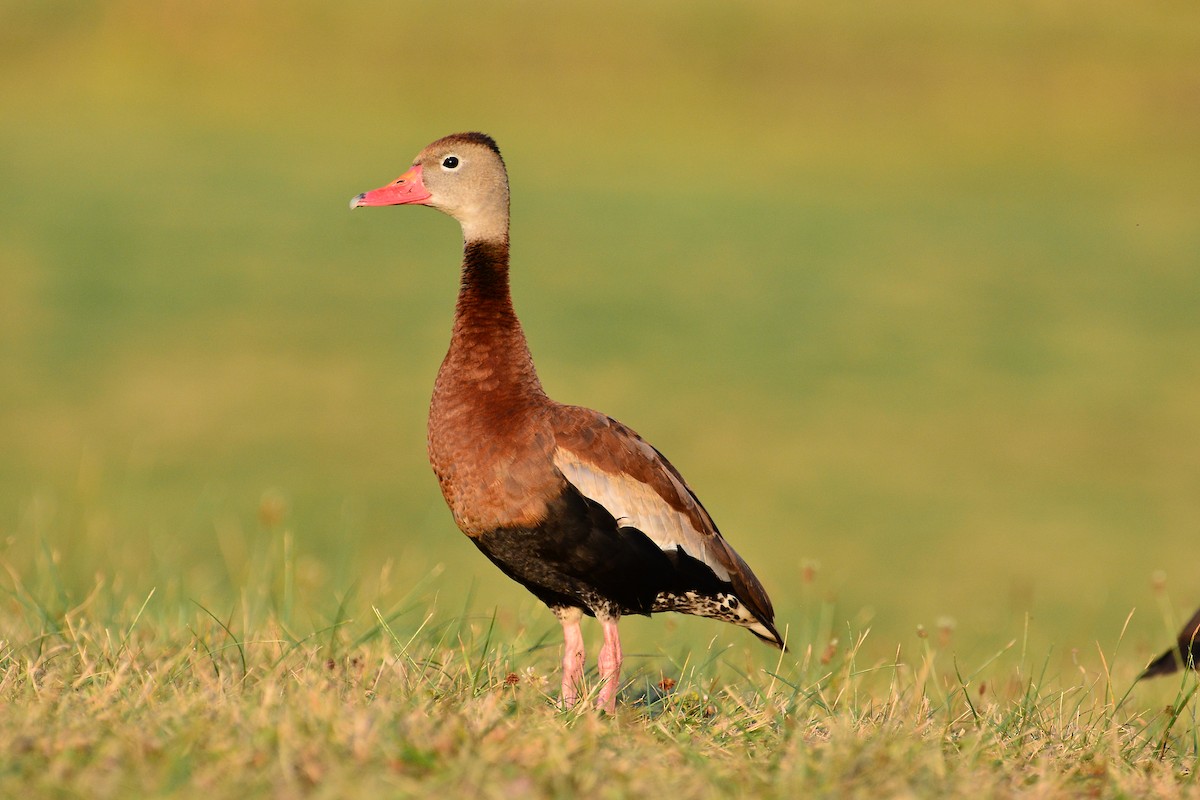 Black-bellied Whistling-Duck - ML641585852