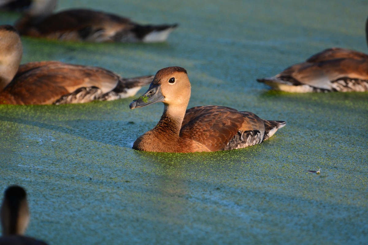 Black-bellied Whistling-Duck - ML641585853