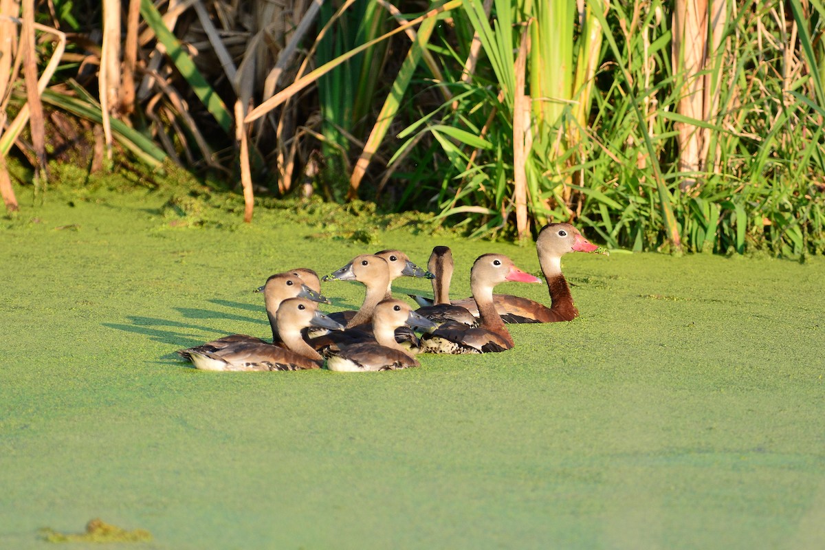 Black-bellied Whistling-Duck - ML641585854