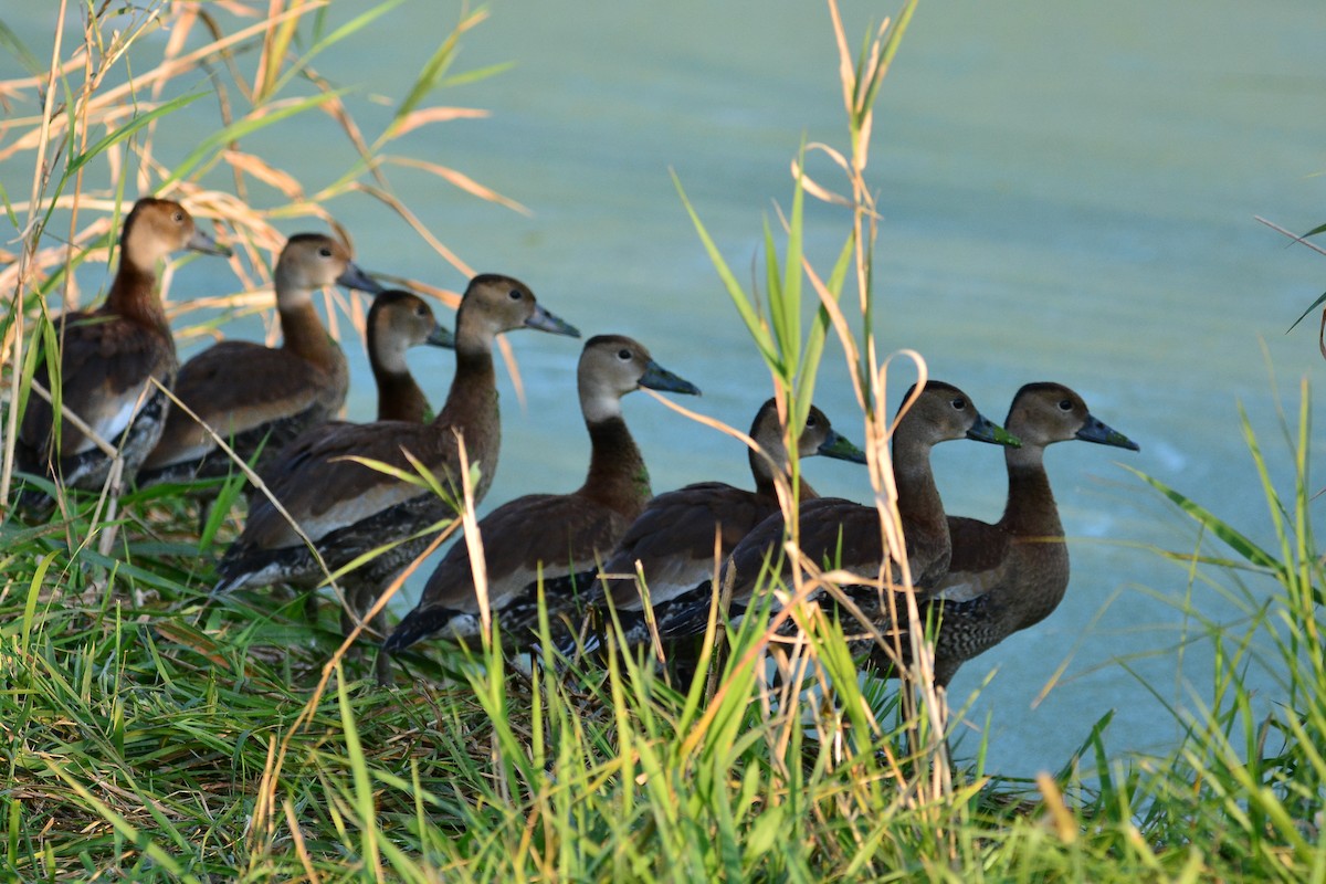Black-bellied Whistling-Duck - ML641585855