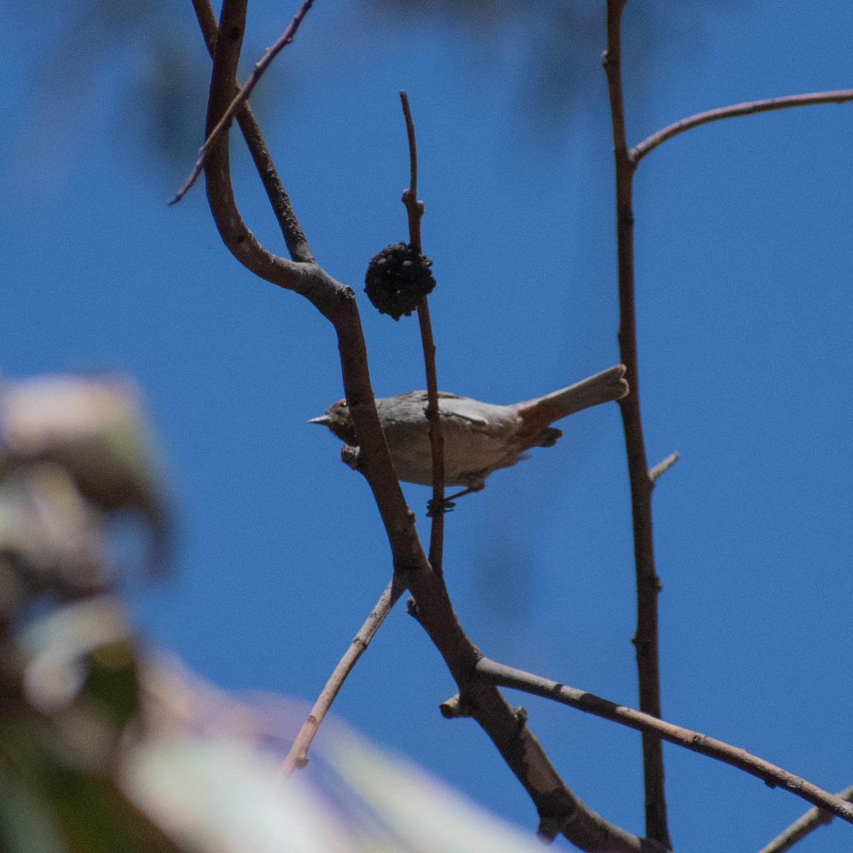 Tamarugo Conebill - ML641585856