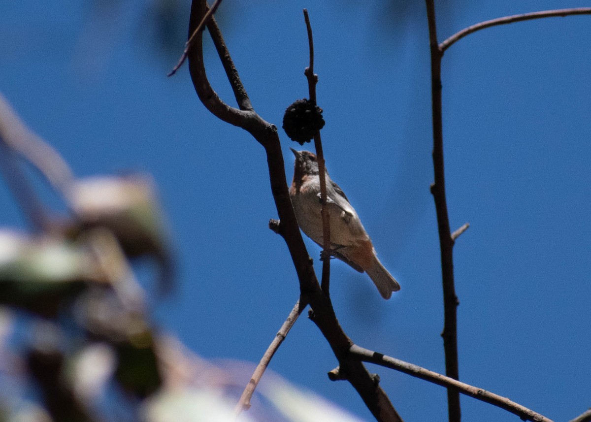 Tamarugo Conebill - ML641585857