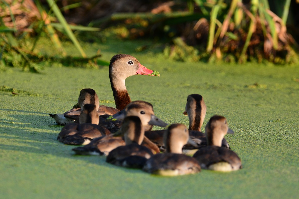 Black-bellied Whistling-Duck - ML641585858