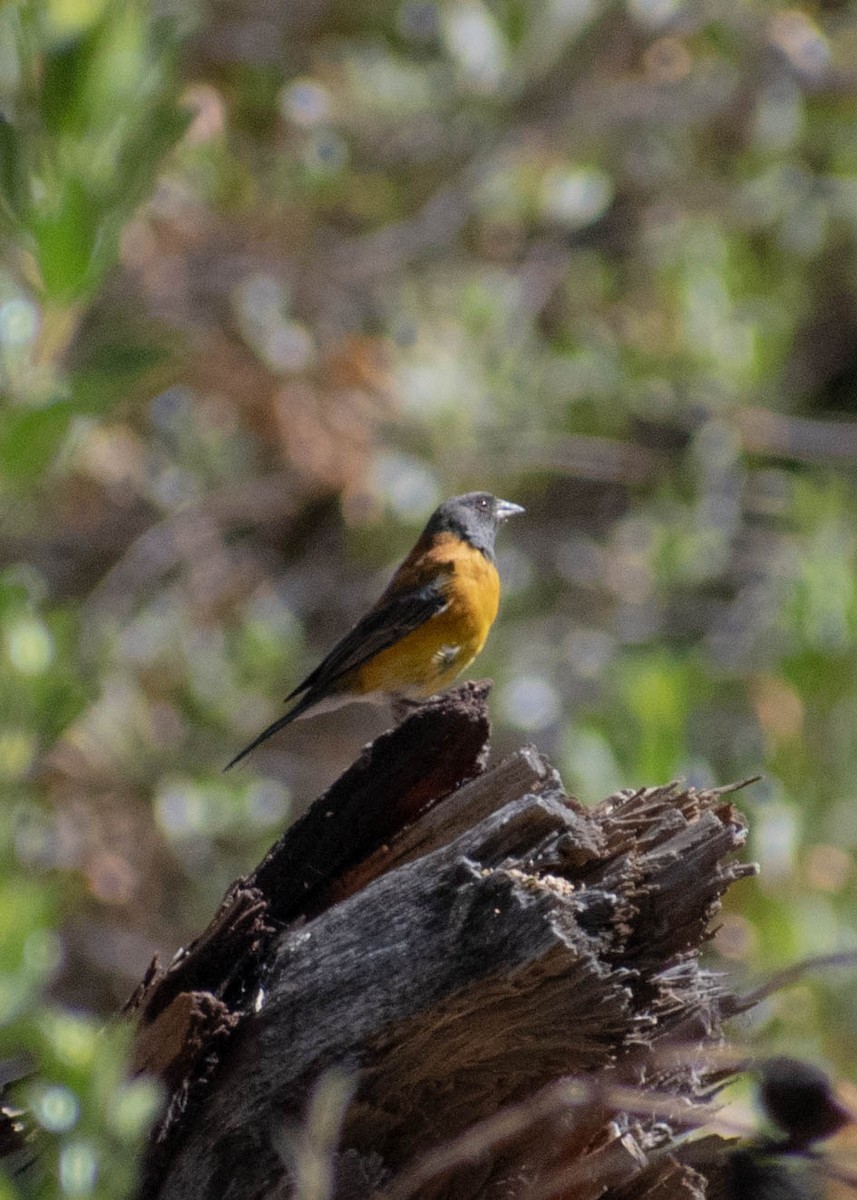 Black-hooded Sierra Finch - ML641585901