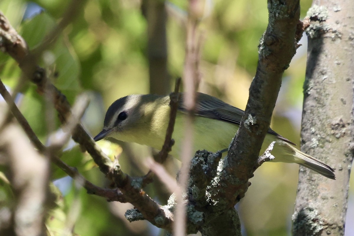 セアカモズモドキ - ML641585906
