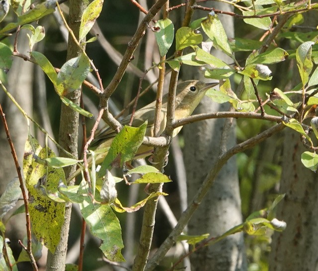 Common Yellowthroat - ML641585938