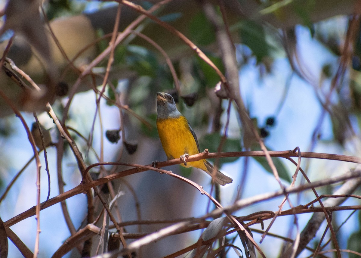 Blue-and-yellow Tanager - ML641585970