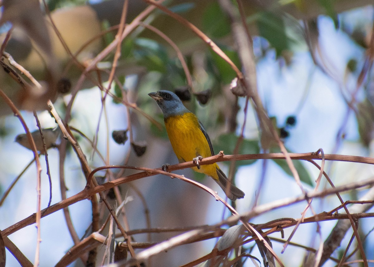 Blue-and-yellow Tanager - ML641585972