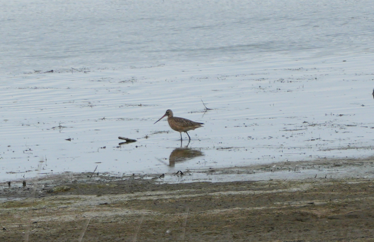 Marbled Godwit - ML641586021
