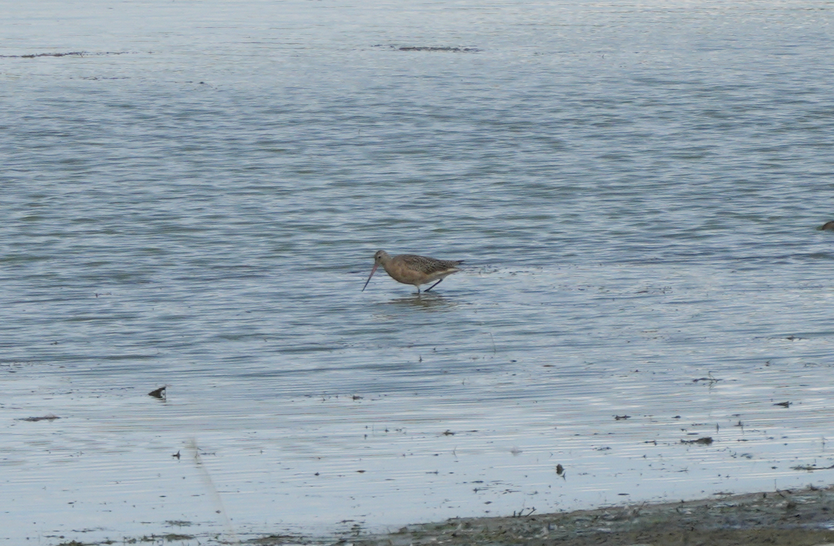 Marbled Godwit - ML641586022