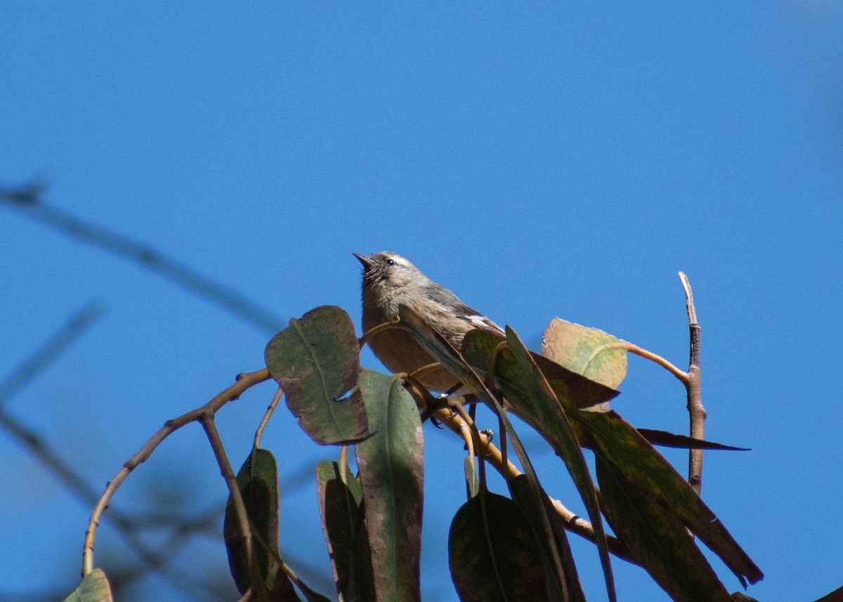 Cinereous Conebill - ML641586025
