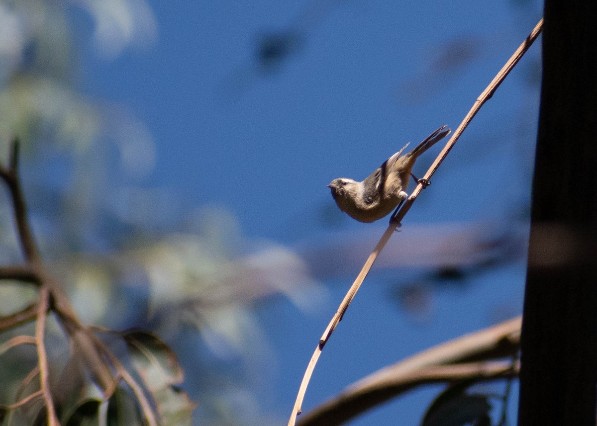 Cinereous Conebill - ML641586037