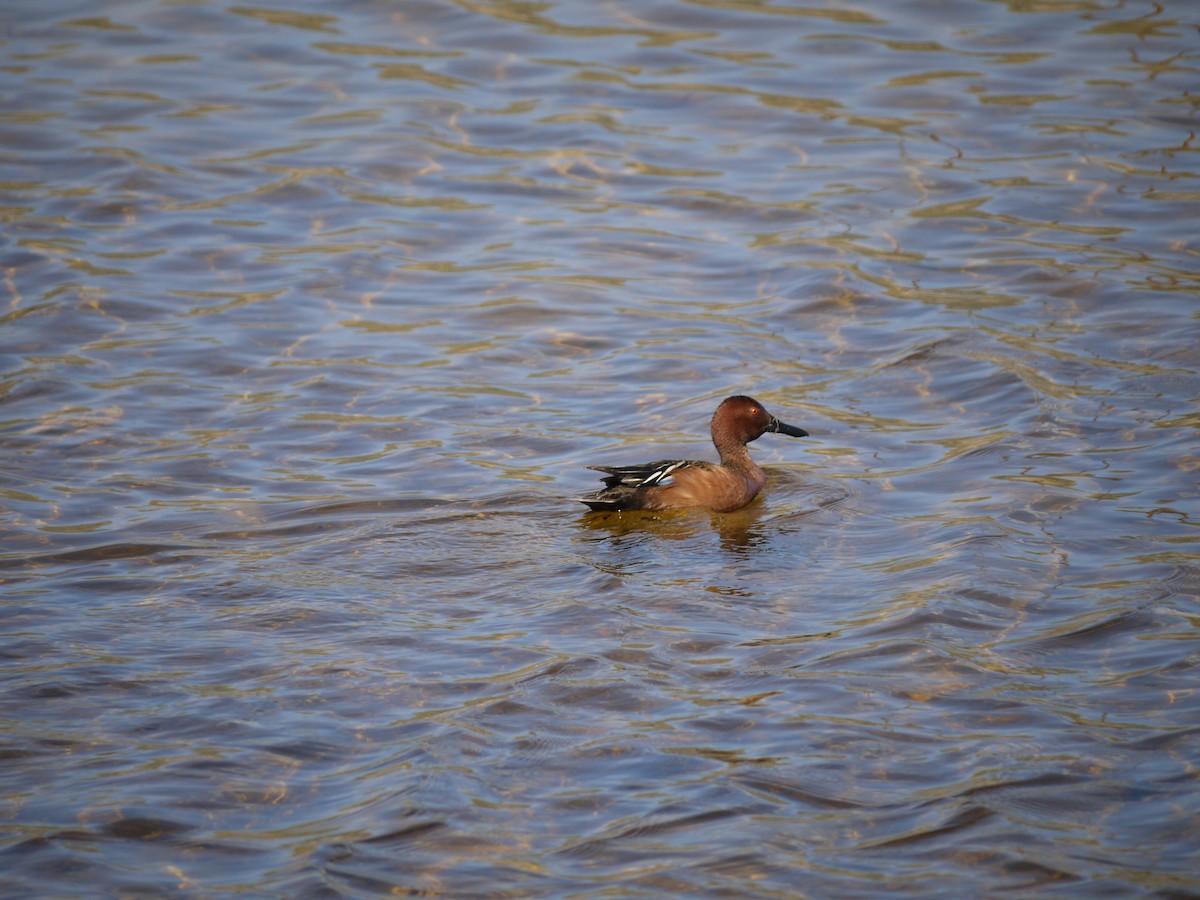 Cinnamon Teal - ML641586046