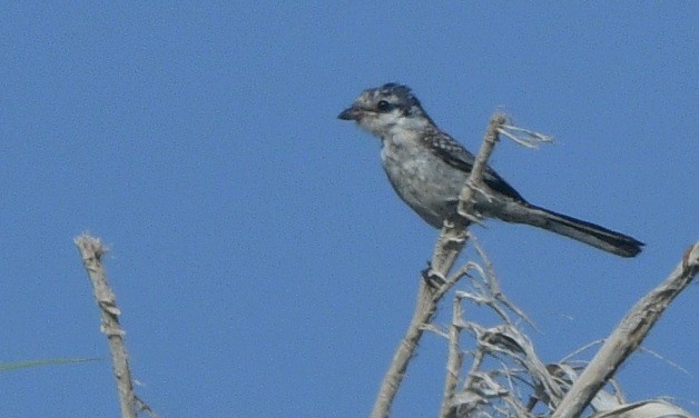 Masked Shrike - ML641586055