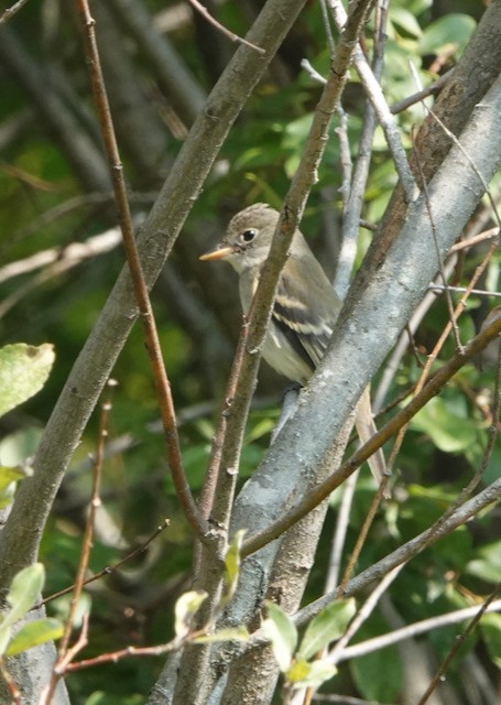 Least Flycatcher - ML641586063