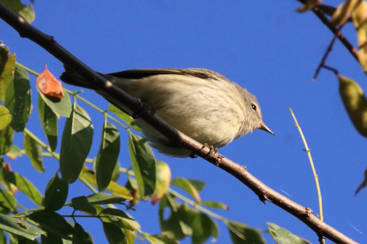 Yellow-rumped Warbler - ML641586074