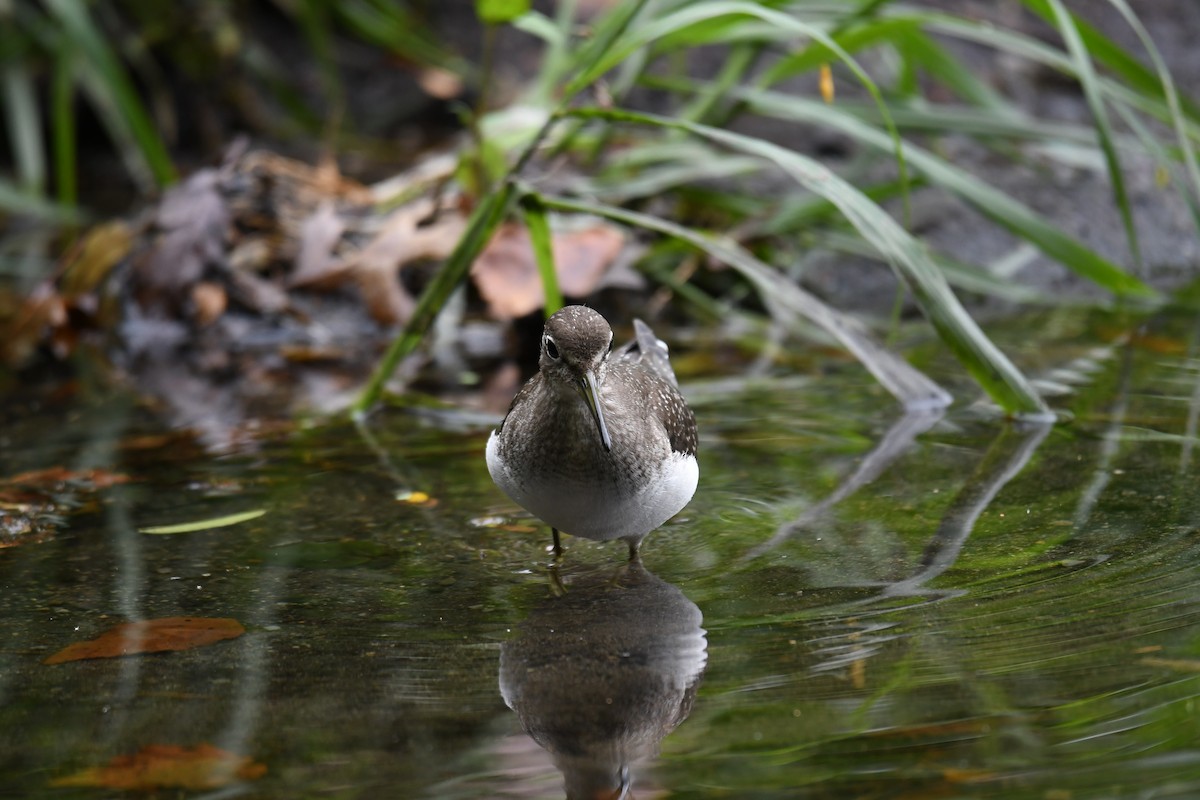Solitary Sandpiper (solitaria) - ML641586075