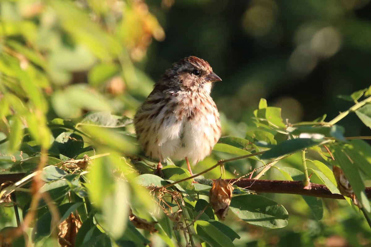 Song Sparrow - ML641586090