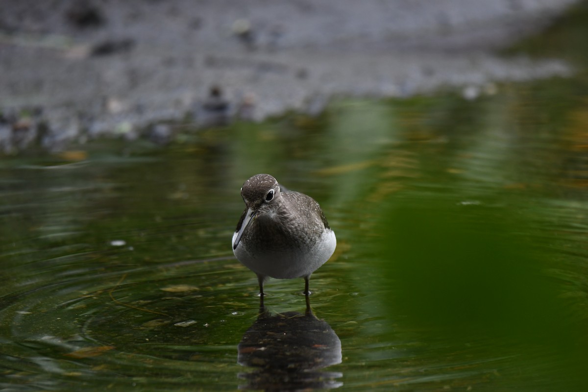 Solitary Sandpiper (solitaria) - ML641586108