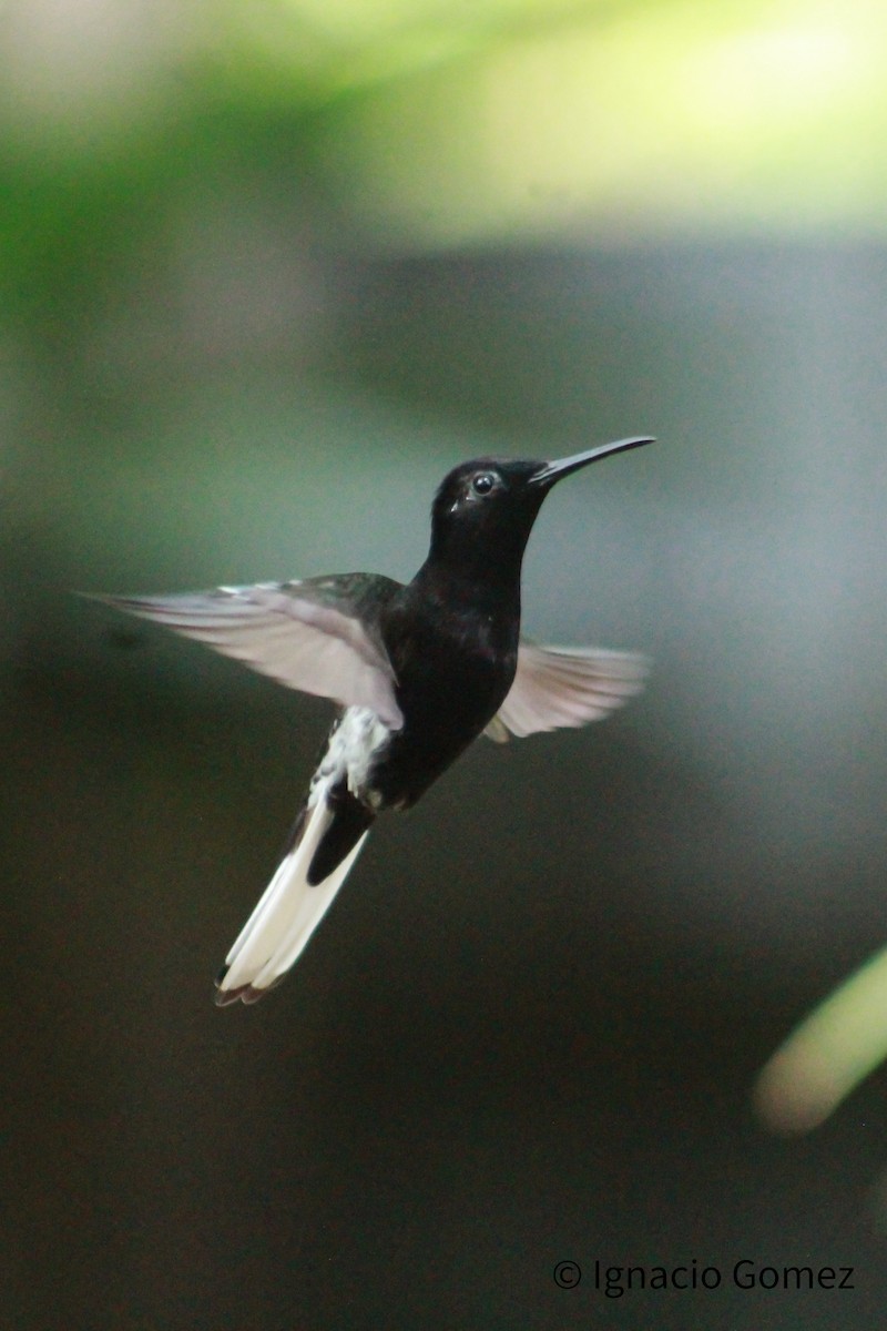 Black Jacobin - ML641586115