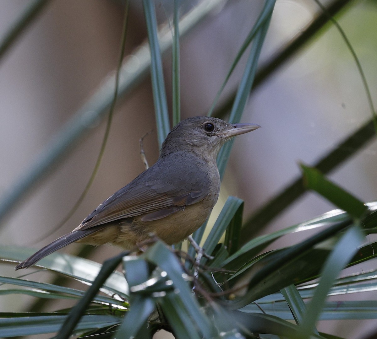 Rufous Shrikethrush - ML641586121