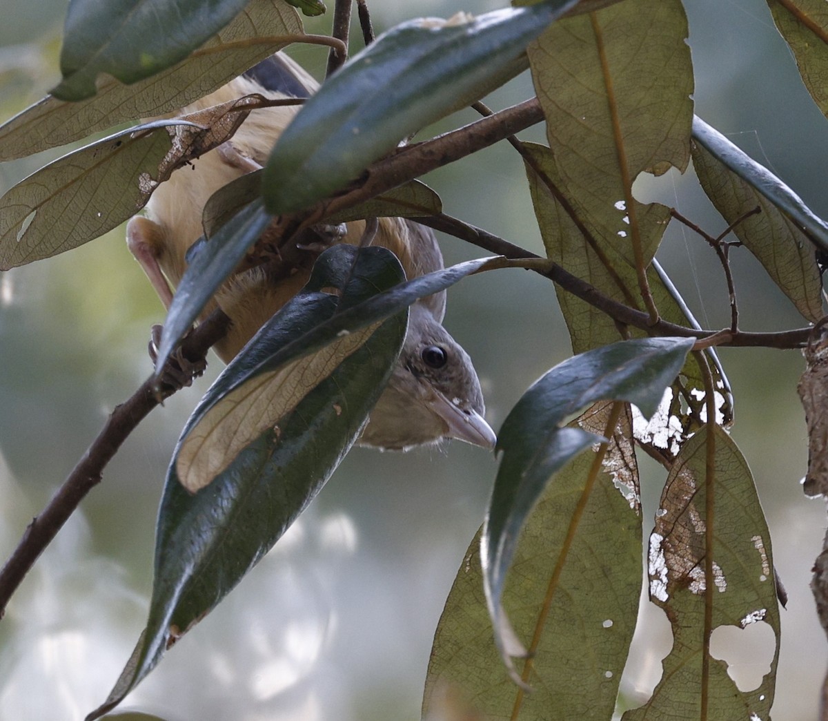 Rufous Shrikethrush - ML641586122