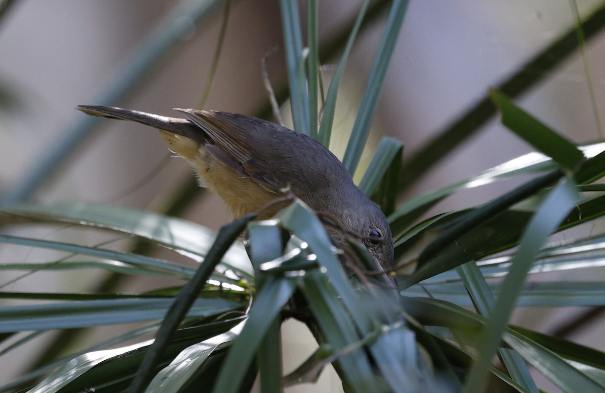 Rufous Shrikethrush - ML641586124