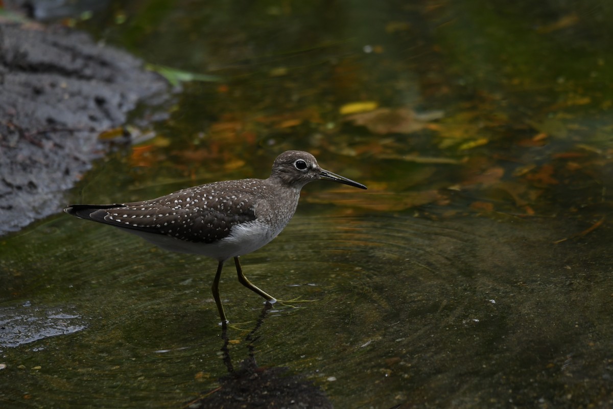Solitary Sandpiper (solitaria) - ML641586157