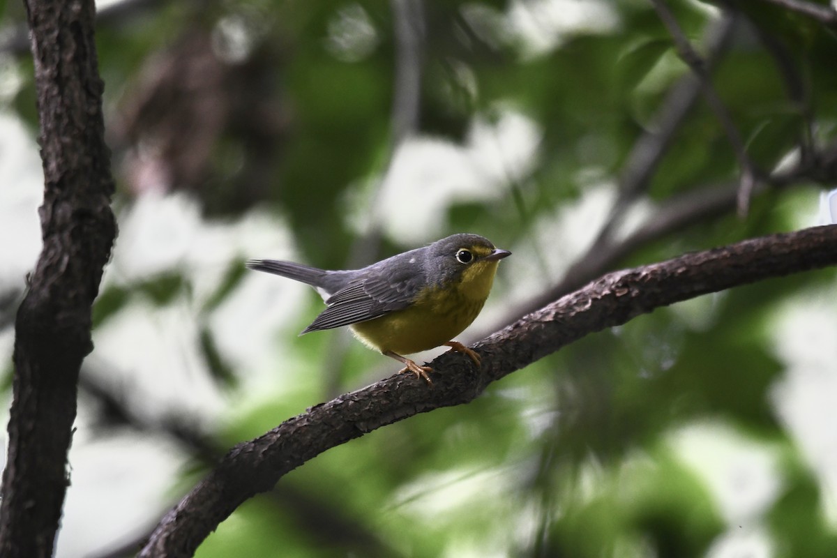 Canada Warbler - ML641586226
