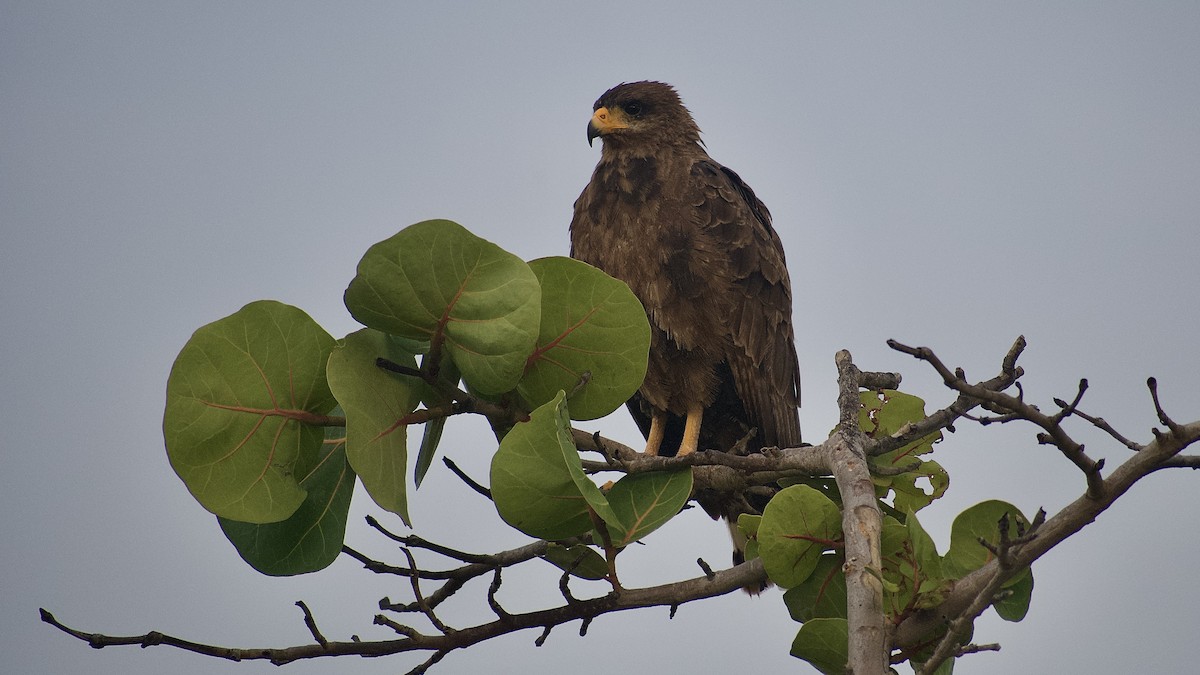 Cuban Black Hawk - ML641586229